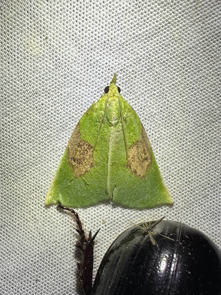 Paramacna arnea