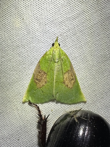 Paramacna arnea