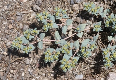 Euphorbia ocellata ocellata