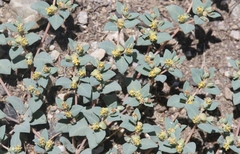 Euphorbia ocellata ocellata