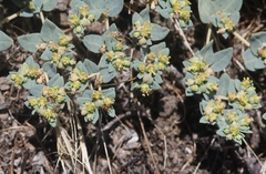 Euphorbia ocellata