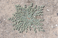 Euphorbia ocellata ocellata