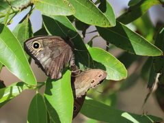 Cercyonis pegala boopis