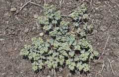 Euphorbia ocellata