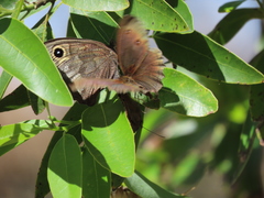 Cercyonis pegala boopis