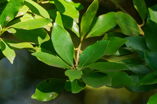 Ilex integra, photograph 4