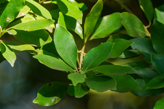 Ilex integra, photograph (c) WATANABE Hitoshi 渡辺仁, some rights reserved (CC BY)