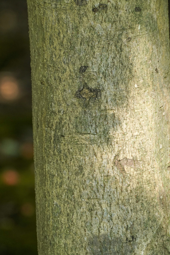 Image of Ilex integra by (c) WATANABE Hitoshi 渡辺仁, some rights reserved (CC BY)