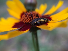 Acmaeodera pulchella