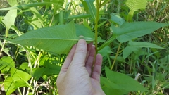 Hasteola suaveolens