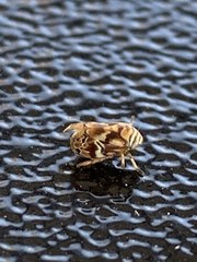 Clastoptera arborina