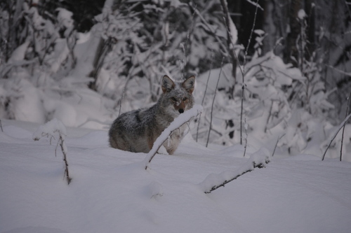 Coyote photographed in Alaska