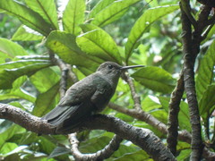 Eupetomena cirrochloris