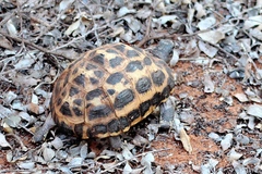Pyxis arachnoides oblonga
