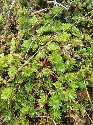 Image of Saxifraga hypnoides by (c) Matthew Flood, some rights reserved (CC BY)
