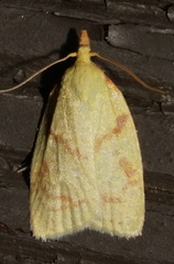 Cenopis pettitana