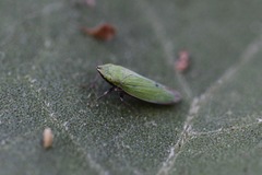 Draeculacephala minerva