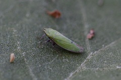 Draeculacephala minerva