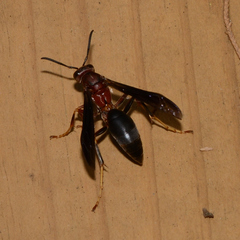 Polistes metricus
