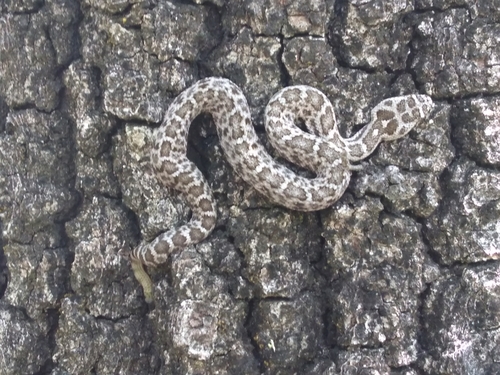 Queretaran Dusky Rattlesnake