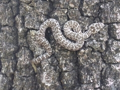 Crotalus aquilus