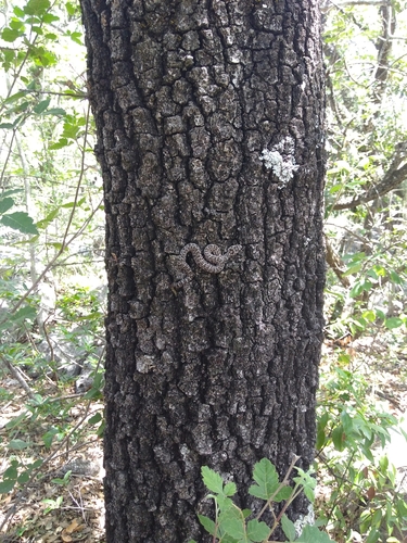 Queretaran Dusky Rattlesnake