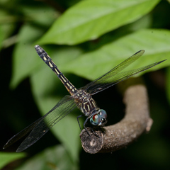 Pachydiplax longipennis