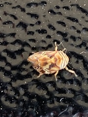 Clastoptera arborina