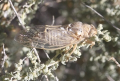 Clidophleps beameri