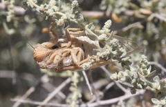 Clidophleps beameri