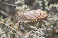 Clidophleps beameri