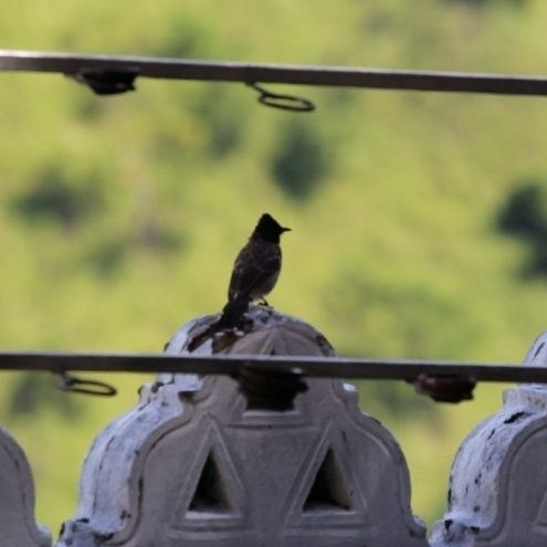 Red-vented Bulbul from Элла, Шри-Ланка on November 3, 2024 by ntru ...