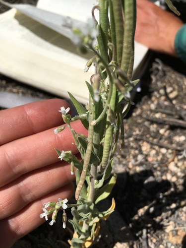 Image of Silver Rockcress (Boechera puberula) by (c) Martin Purdy, some rights reserved (CC BY)