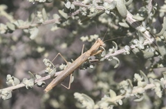 Litaneutria pacifica