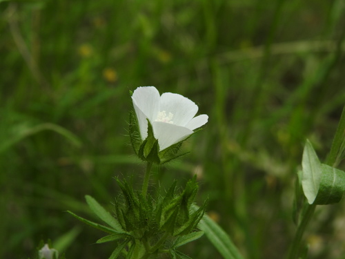 Image of Malva setigera by (c) Yves Bas, some rights reserved (CC BY)