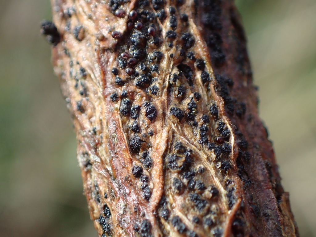 Diatrype glomeraria