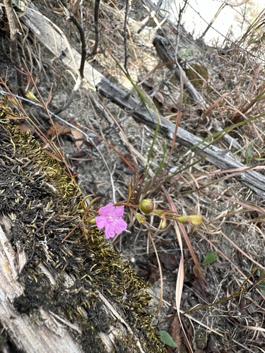 Ridgestem False Foxglove (Agalinis oligophylla)