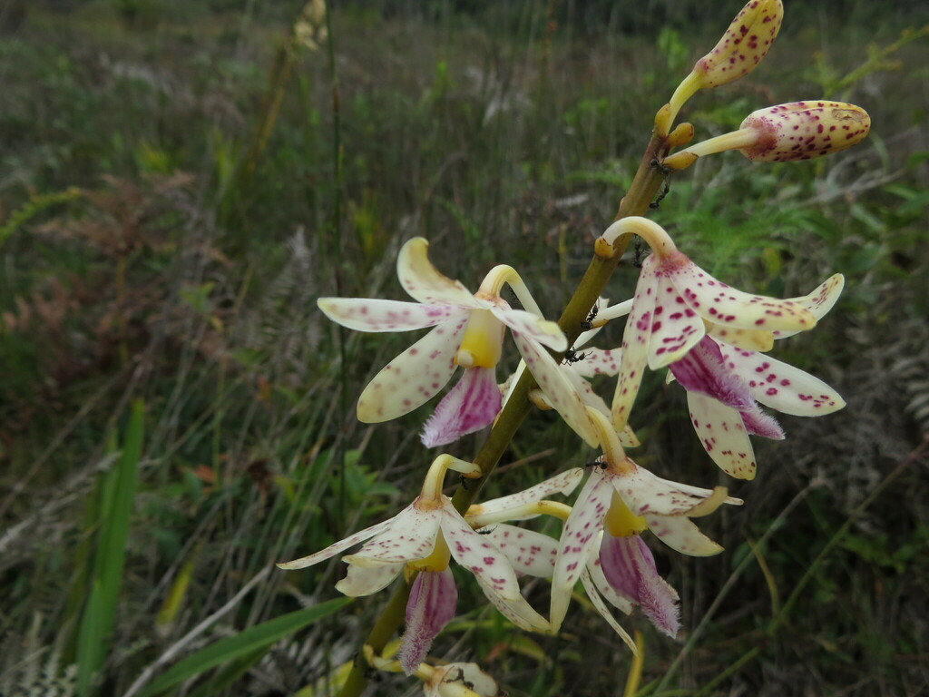 Dipodium paludosum (Griff.) Rchb.f. 3