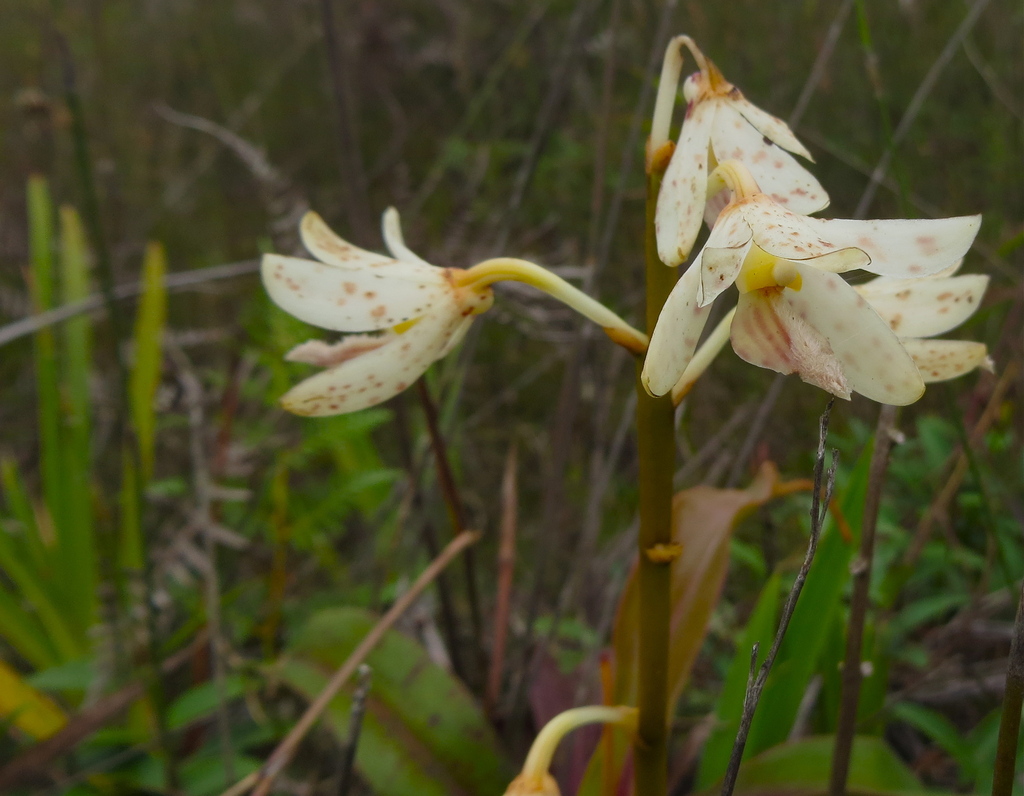 Dipodium paludosum (Griff.) Rchb.f. 2