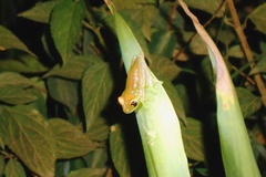 Boophis viridis
