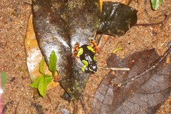 Mantella baroni