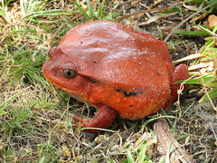 Dyscophus antongilii