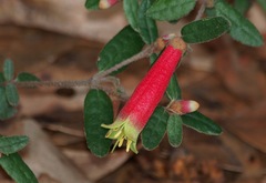 Correa reflexa speciosa