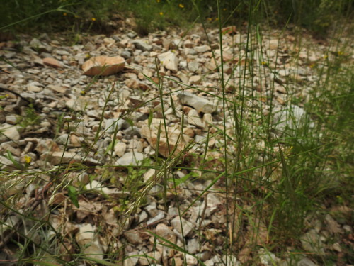 Image of Bromus ramosus by (c) Yves Bas, some rights reserved (CC BY)