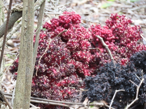 Image of Sarcophyte sanguinea by (c) Jane le Roux, some rights reserved (CC BY)