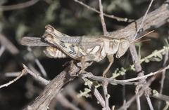 Aeoloplides californicus