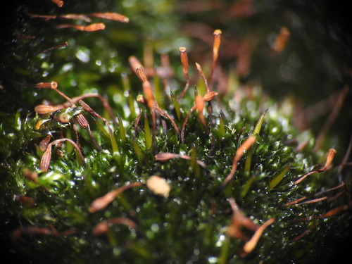 Image of Codonoblepharon forsteri by (c) Yves Bas, some rights reserved (CC BY)