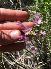 Allium bisceptrum