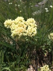 Oligogonum