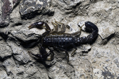 Vaejovis intermedius